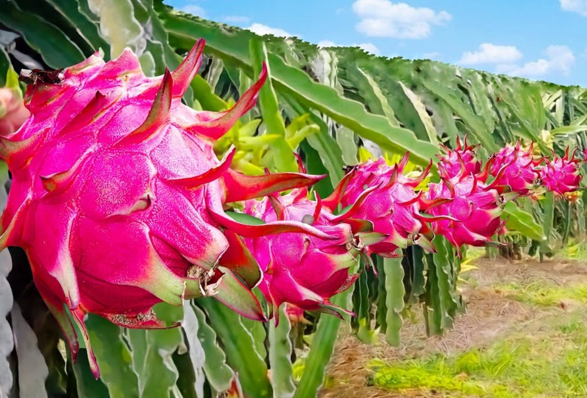Dragon fruit farm landscape